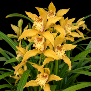 Cymbidium Wiganianum (Cymbidium eburneum x Cymbidium tracyanum) - 10+ Seed Pack