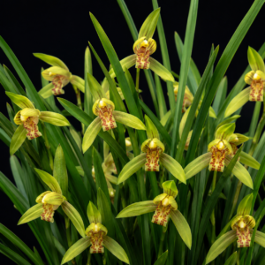 Cymbidium acuminatum - Acuminate Cymbidium - 10+ Seed Pack