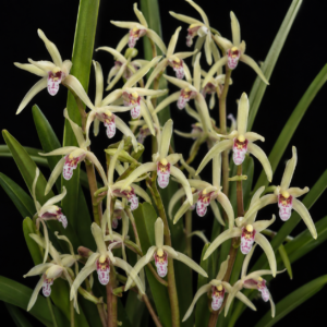 Cymbidium aliciae - Alicia’s Cymbidium - 10+ Seed Pack