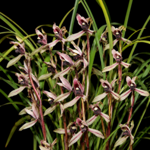 Cymbidium atrolabium - 10+ Seed Pack