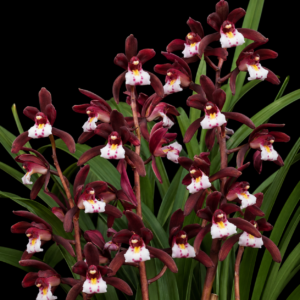 Cymbidium atropurpureum - Black Purple Cymbidium - 10+ Seed Pack