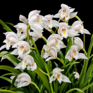 Cymbidium banaense - Bana Cymbidium - 10+ Seed Pack