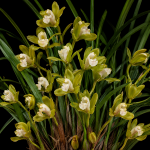 Cymbidium bavuongii - Overlord Sword Orchid - 10+ Seed Pack