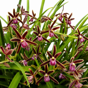 Cymbidium bicolor ssp. bicolor - Two-coloured Cymbidium - 10+ Seed Pack