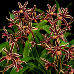 Cymbidium bicolor ssp. pubescens - 10+ Seed Pack