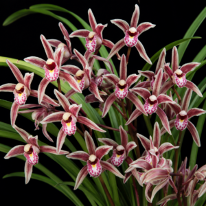 Cymbidium borneense - Borneo Cymbidium - 10+ Seed Pack