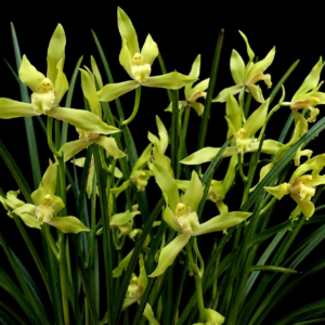 Cymbidium brevifolium - 10+ Seed Pack