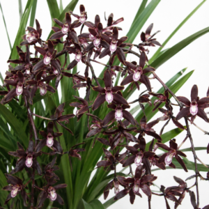 Cymbidium canaliculatum - Channelled Boat-Lip Orchid - 10+ Seed Pack