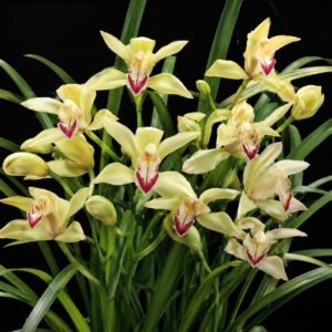 Cymbidium changningense - Chang Ning Cymbidium - 10+ Seed Pack