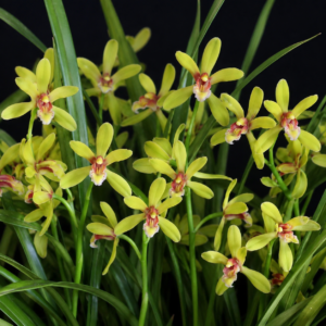 Cymbidium chloranthum - Green-flowered Cymbidium - 10+ Seed Pack