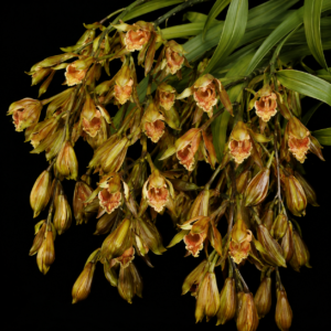 Cymbidium cochleare - Spoon-shaped Cymbidium - 10+ Seed Pack