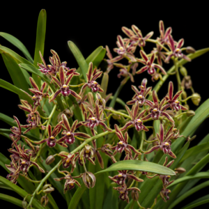 Cymbidium crassifolium - Thick Leaved Cymbidium - 10+ Seed Pack