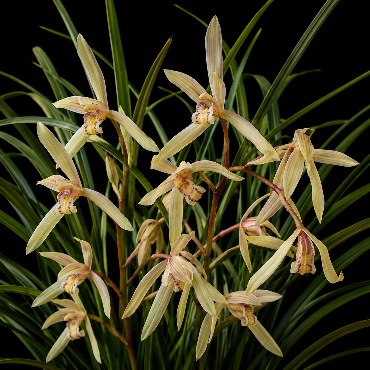 Cymbidium cyperifolium - Cyperus-Like Leafed Cymbidium - 10+ Seed Pack