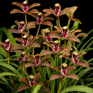 Cymbidium daweishanense - Daweishan Cymbidium - 10+ Seed Pack