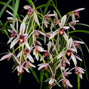 Cymbidium dayanum - Phoenix Orchid - 10+ Seed Pack