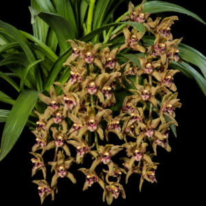 Cymbidium devonianum - Devon's Cymbidium - 10+ Seed Pack