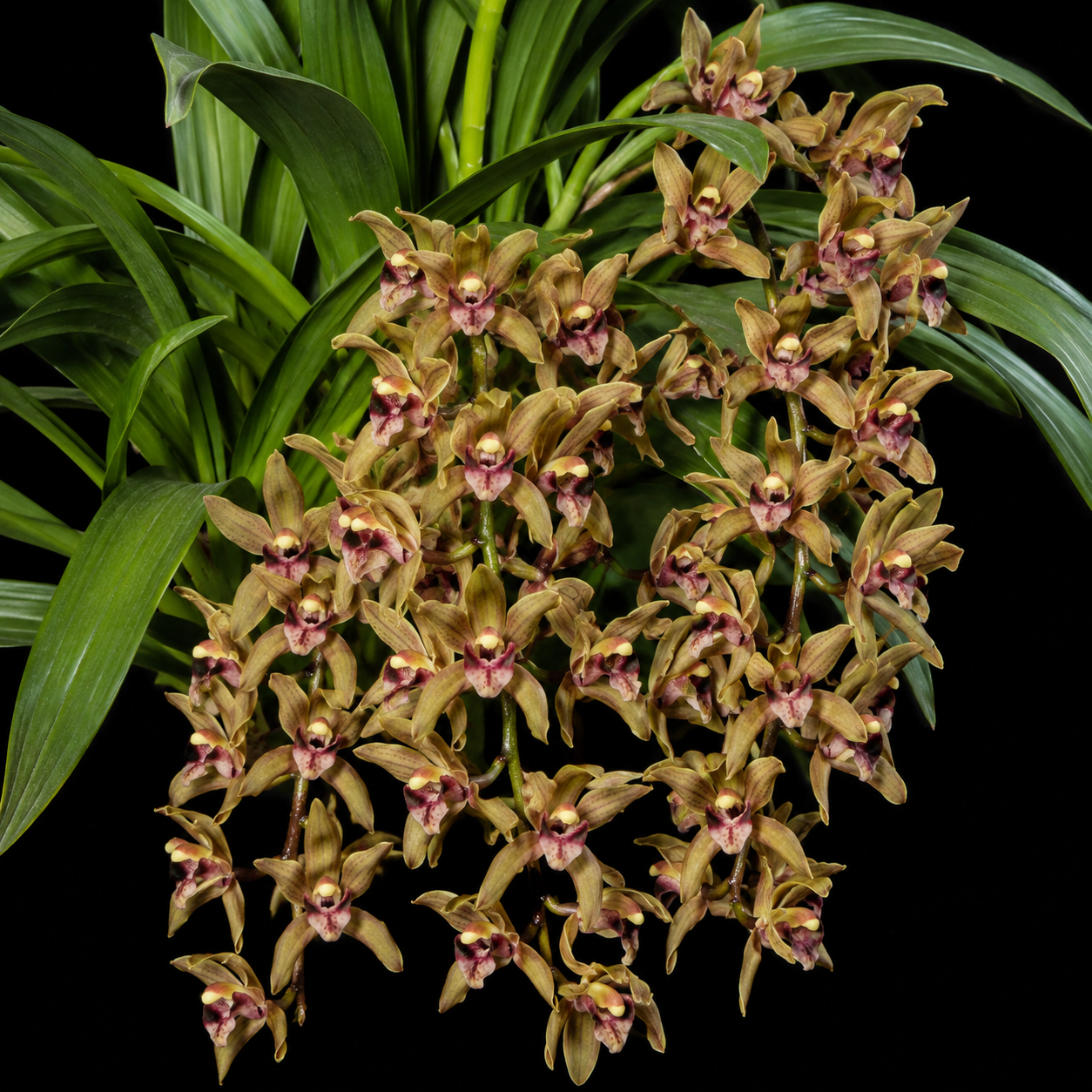 Cymbidium devonianum - Devon's Cymbidium - 10+ Seed Pack