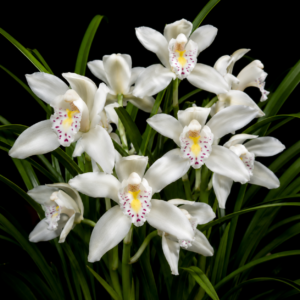 Cymbidium eburneum - Ivory Cymbidium - 10+ Seed Pack