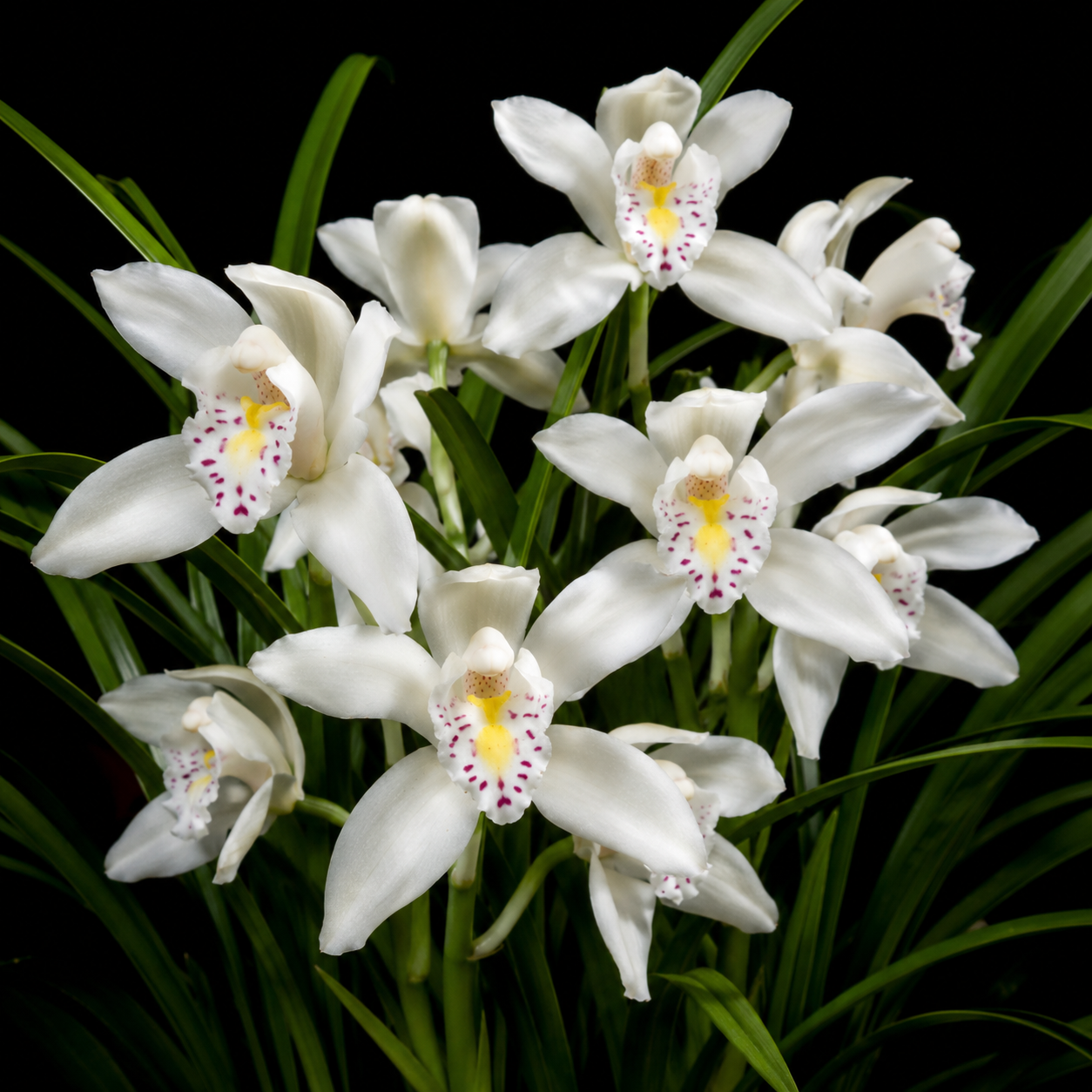 Cymbidium eburneum - Ivory Cymbidium - 10+ Seed Pack