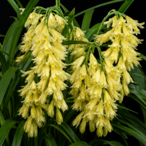Cymbidium elegans - Elegant Cymbidium - 10+ Seed Pack