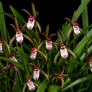 Cymbidium elongatum - Elongate Cymbidium - 10+ Seed Pack