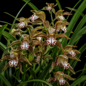 Cymbidium erythraeum - Chinese Red-Spotted Lip Cymbidium - 10+ Seed Pack