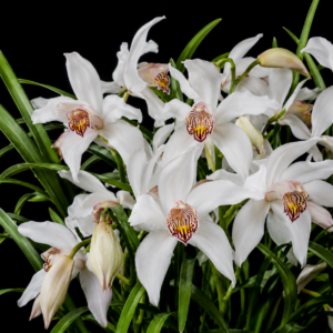 Cymbidium erythrostylum - Red Column Cymbidium - 10+ Seed Pack