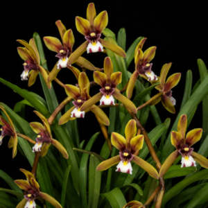 Cymbidium finlaysonianum - Finlayson’s Cymbidium - 10+ Seed Pack
