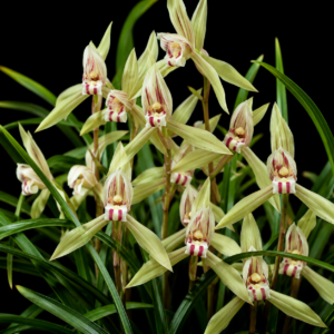Cymbidium formosanum - Taiwan Spring Orchid - 10+ Seed Pack