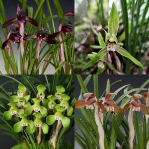 Cymbidium goeringii Mixed Forms - Spring Orchid - 10+ Seed Pack