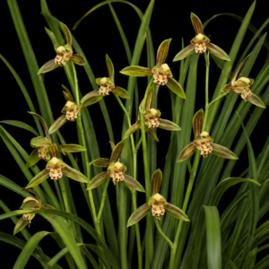 Cymbidium haematodes - 10+ Seed Pack