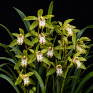 Cymbidium hookerianum - Hooker's Cymbidium - 10+ Seed Pack