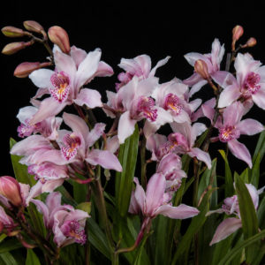 Cymbidium insigne - Splendid Cymbidium - 10+ Seed Pack