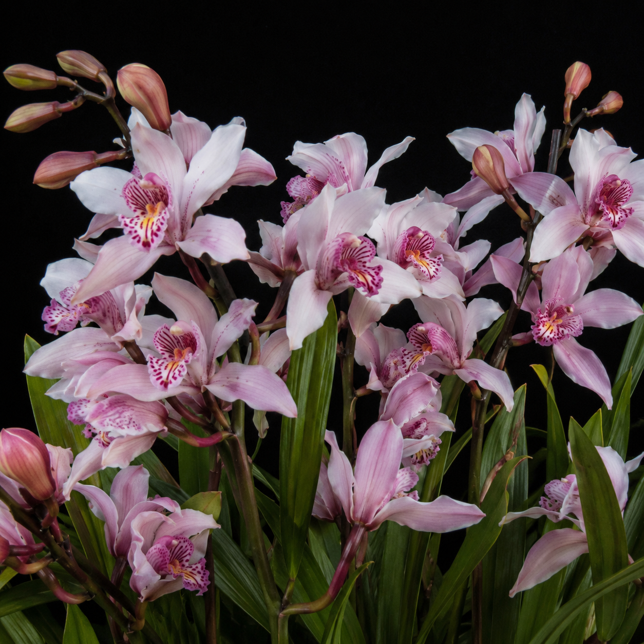 Cymbidium insigne - Splendid Cymbidium - 10+ Seed Pack