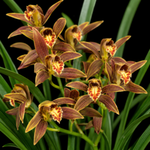 Cymbidium iridioides - Iris-Like Cymbidium - 10+ Seed Pack
