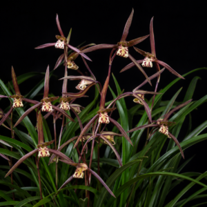 Cymbidium kanran - Cold-growing Cymbidium - 10+ Seed Pack