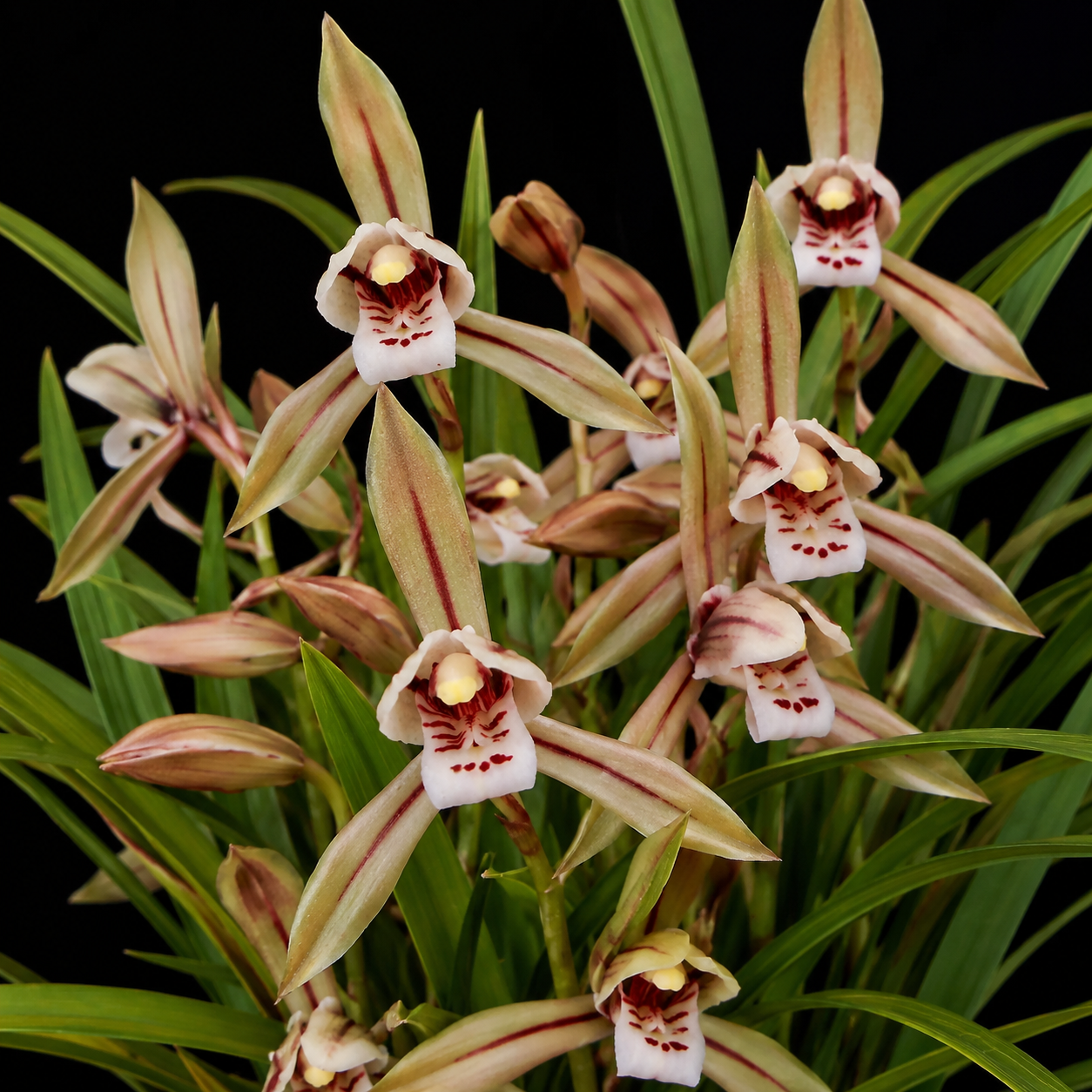 Cymbidium lancifolium - Green-flowered Peacock Orchid - 10+ Seed Pack