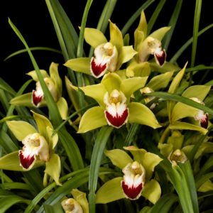 Cymbidium lowianum - Low’s Cymbidium - 10+ Seed Pack