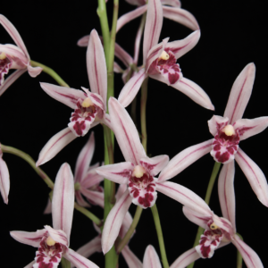 Cymbidium macrorhizon – Long Rhizome Cymbidium - 10+ Seed Pack