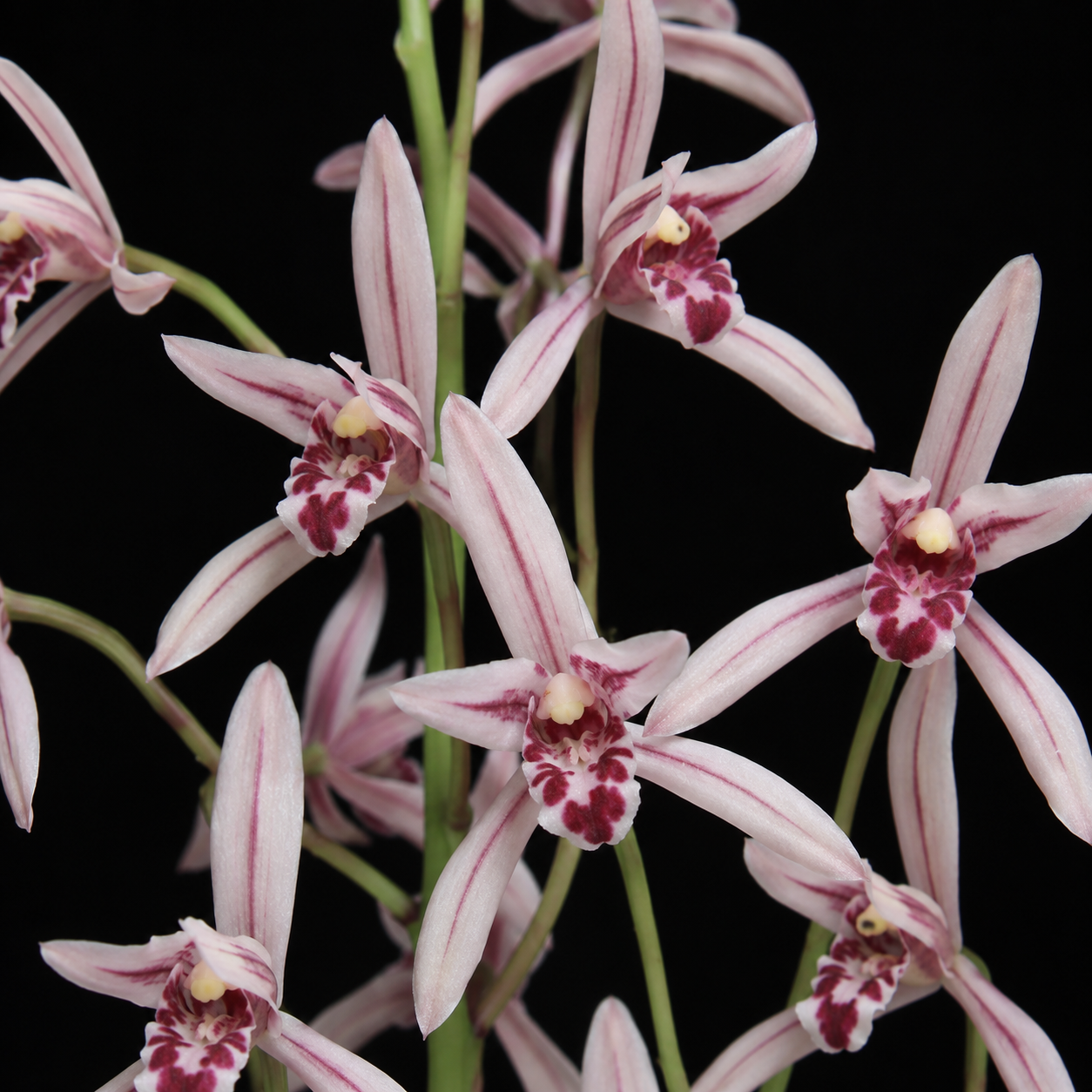 Cymbidium macrorhizon – Long Rhizome Cymbidium - 10+ Seed Pack