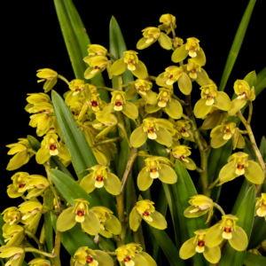 Cymbidium madidum - Buttercup Orchid - 10+ Seed Pack