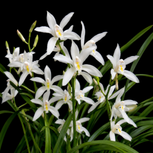 Cymbidium maguanense - Maguan Cymbidium - 10+ Seed Pack