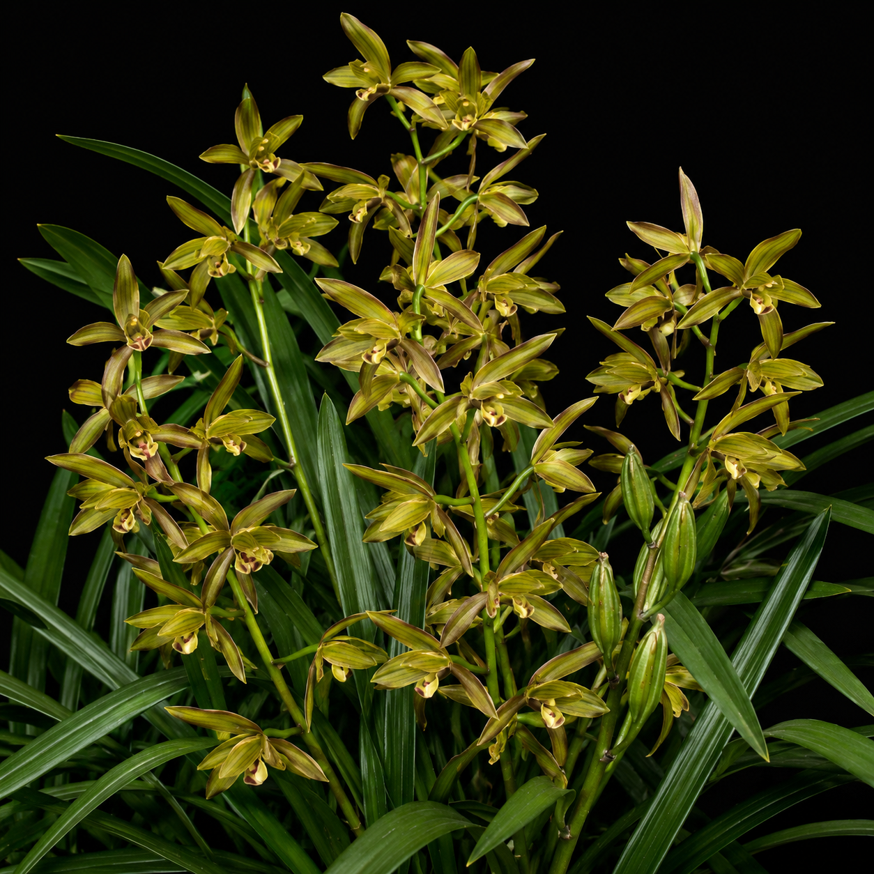Cymbidium munronianum - Munro’s Cymbidium - 10+ Seed Pack