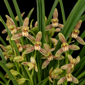 Cymbidium nanulum - Pearl Dwarf Cymbidium - 10+ Seed Pack