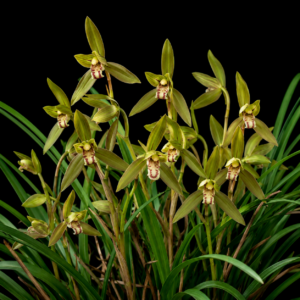 Cymbidium omeiense - Omei-Shan Cymbidium - 10+ Seed Pack