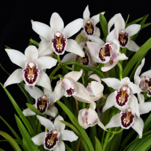 Cymbidium parishii - Parish’s Cymbidium - 10+ Seed Pack