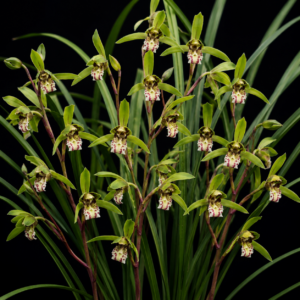 Cymbidium qiubeiense - Qiubei Xian Cymbidium - 10+ Seed Pack