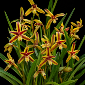 Cymbidium rectum - The Erect Cymbidium - 10+ Seed Pack