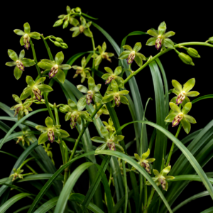 Cymbidium repens - The Repent Cymbidium - 10+ Seed Pack