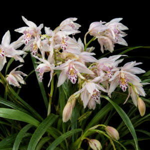 Cymbidium roseum - Rose-Coloured Cymbidium - 10+ Seed Pack